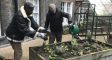 Customers watering vegetable bed